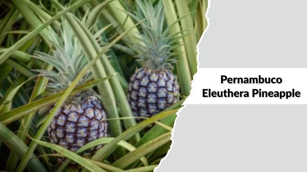 Pernambuco Eleuthera Pineapple
