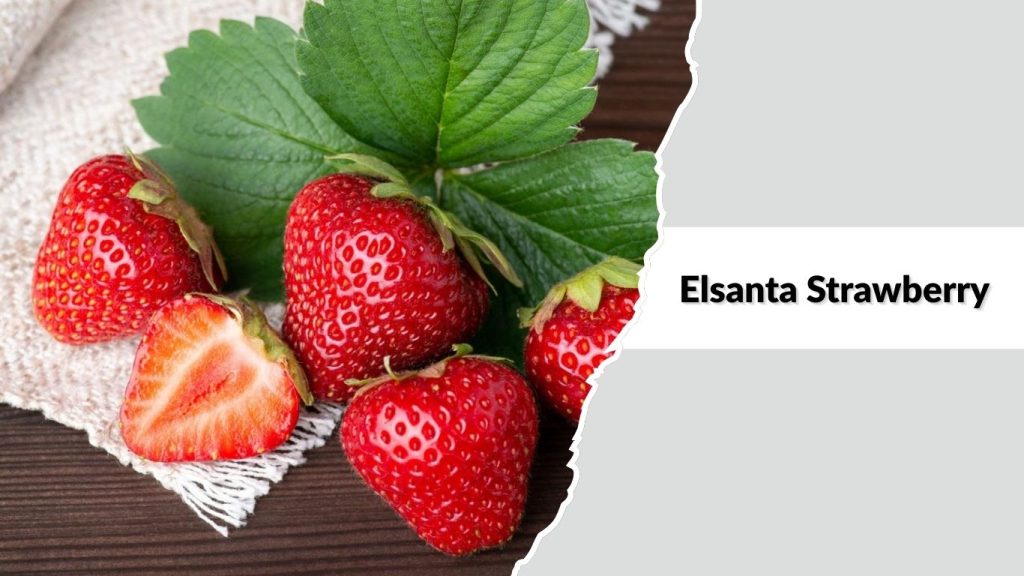 Elsanta Strawberry