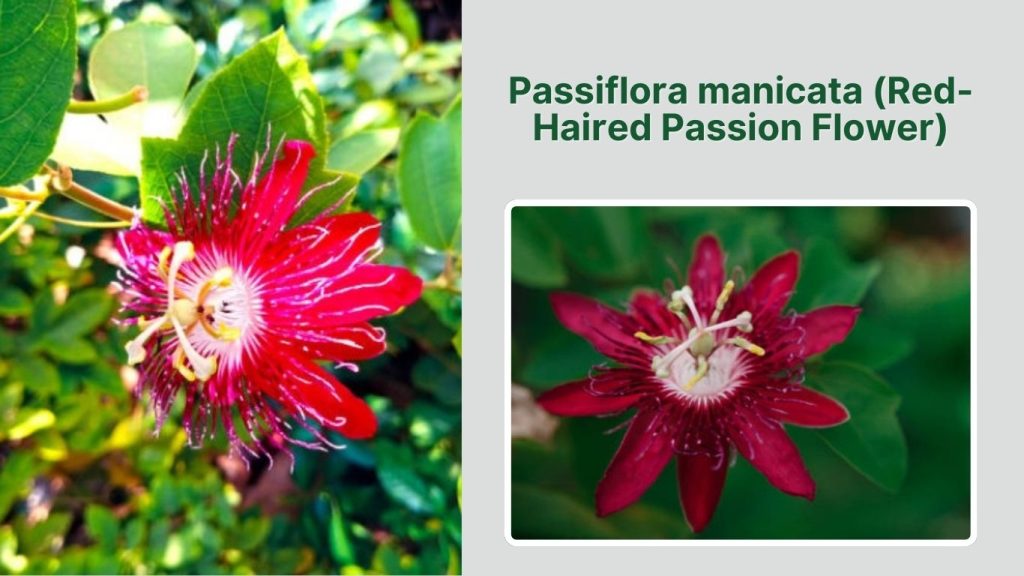 Passiflora manicata (Red-Haired Passion Flower)