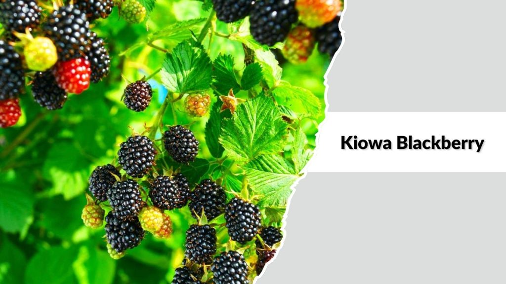 Kiowa Blackberry