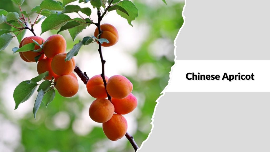 Chinese Apricot