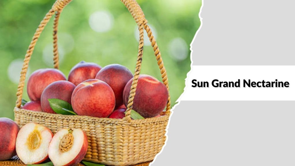 Sun Grand Nectarine