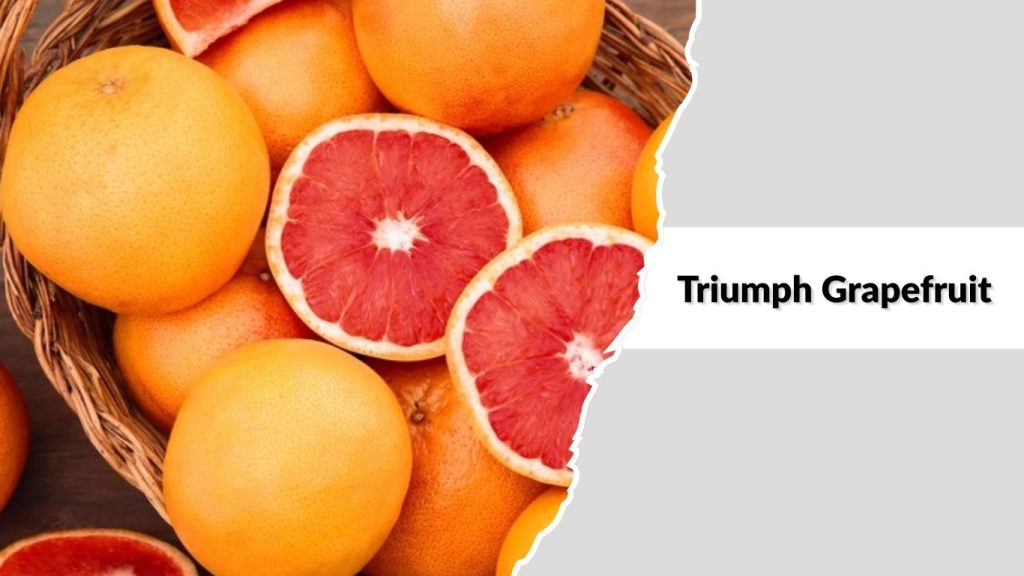 Triumph Grapefruit