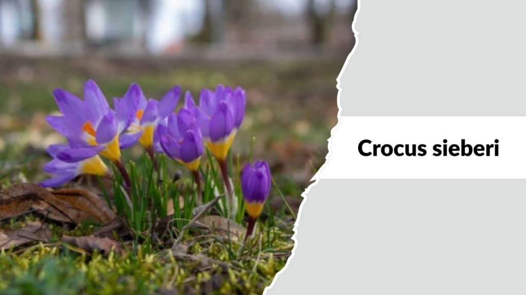 Crocus sieberi