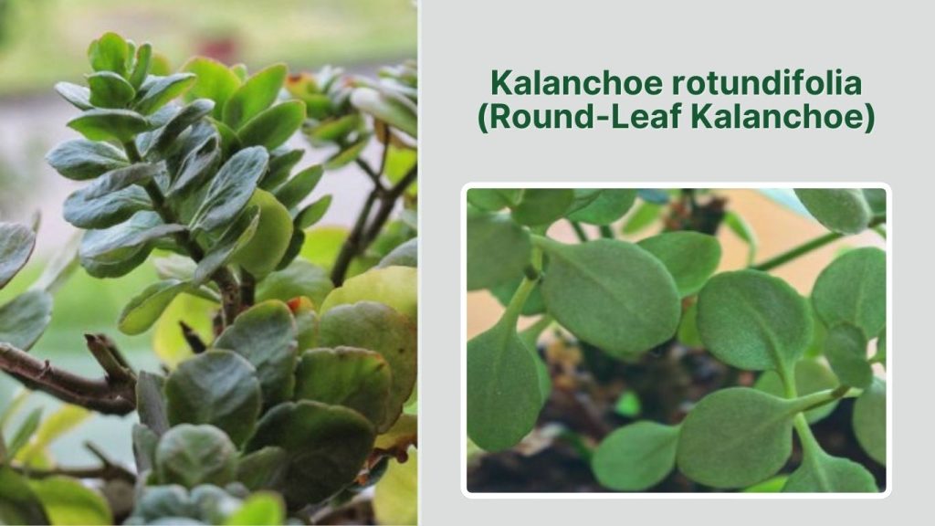 Kalanchoe rotundifolia (Round-Leaf Kalanchoe)