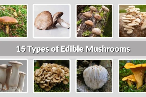 15 Types of Edible Mushrooms: Identification with Pictures