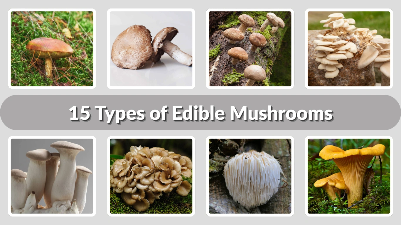 15 Types of Edible Mushrooms: Identification with Pictures