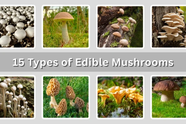 15 Types of Edible Mushrooms Species Identification with Pictures