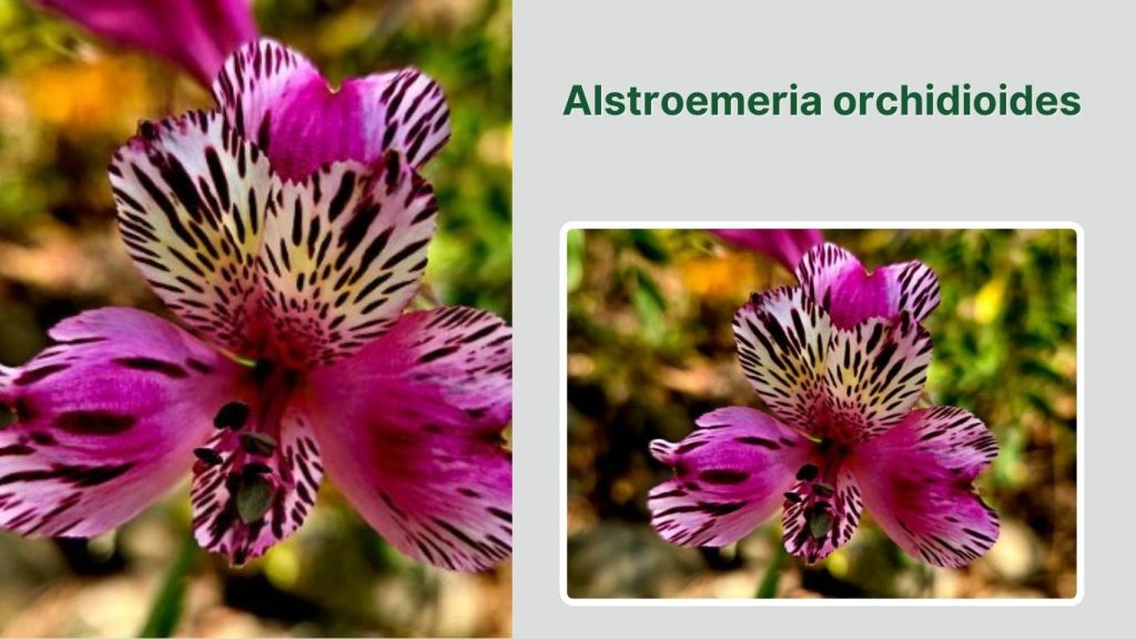 Alstroemeria orchidioides