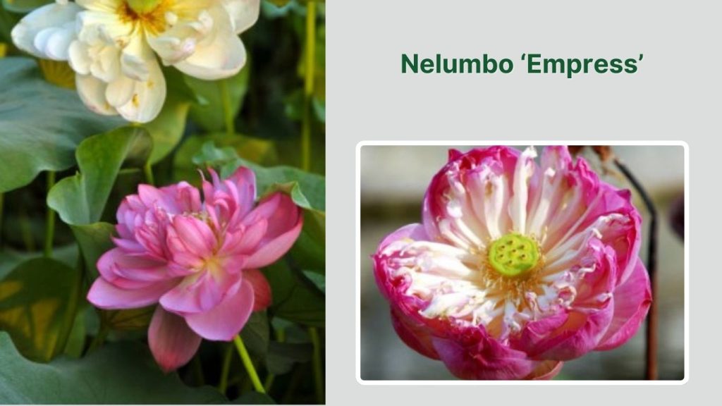 Nelumbo ‘Empress’