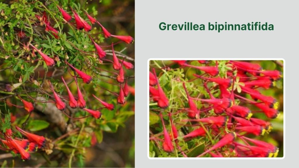 Grevillea bipinnatifida