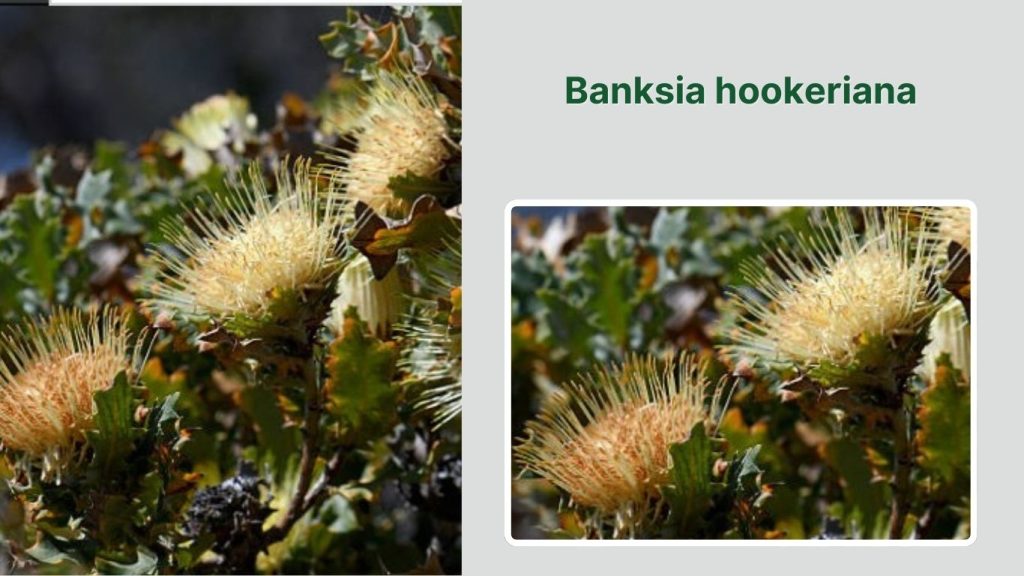 Banksia hookeriana