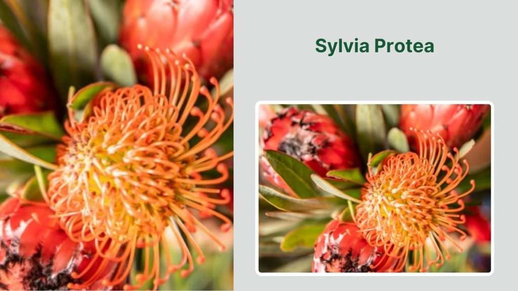 Sylvia Protea
