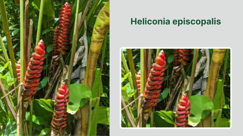 Heliconia episcopalis 