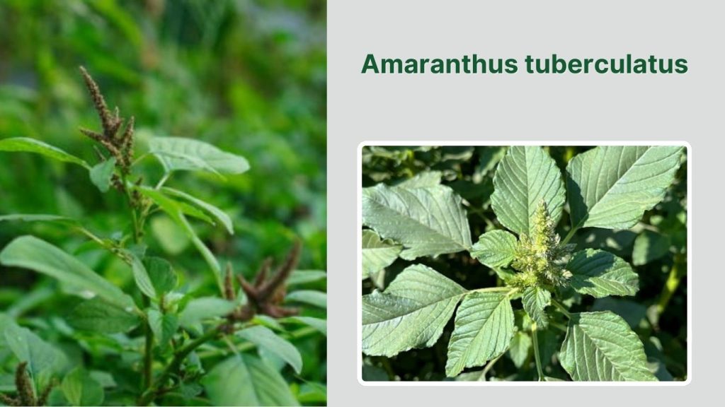  Amaranthus tuberculatus