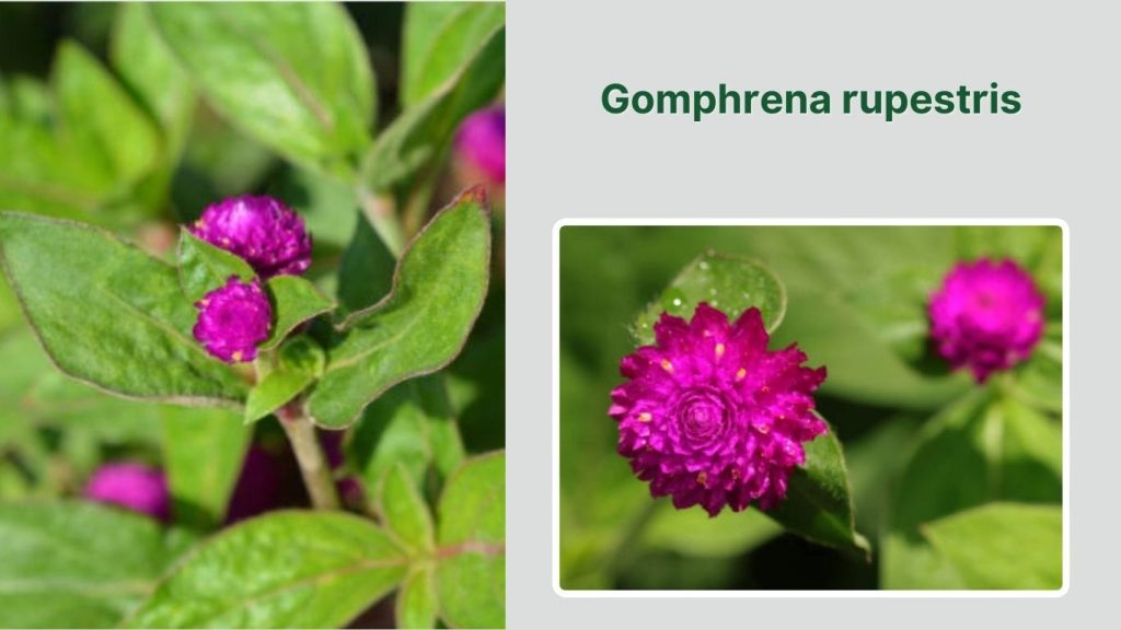 Gomphrena rupestris