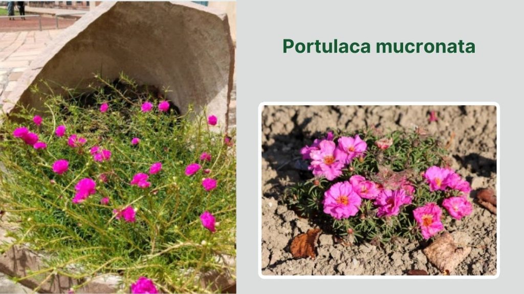 Portulaca mucronata