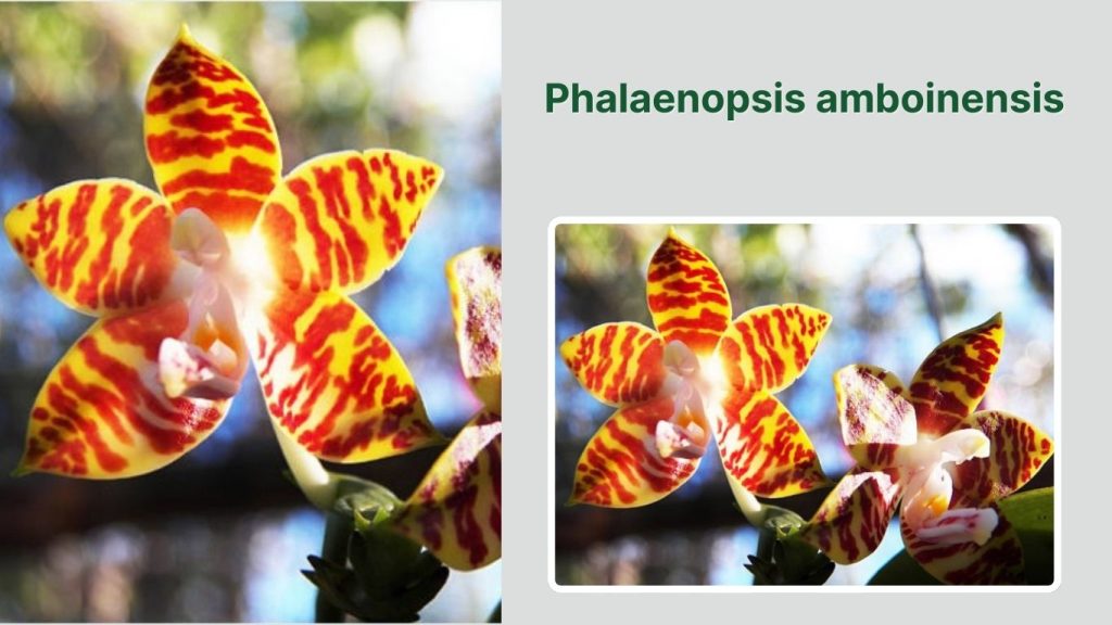 Phalaenopsis amboinensis