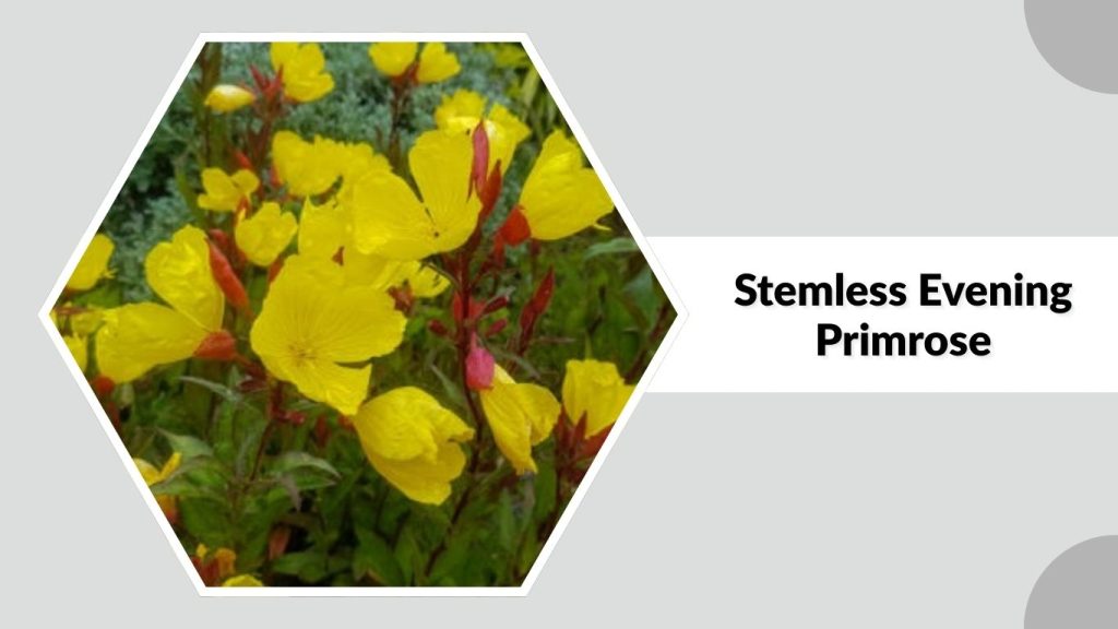 Stemless Evening Primrose