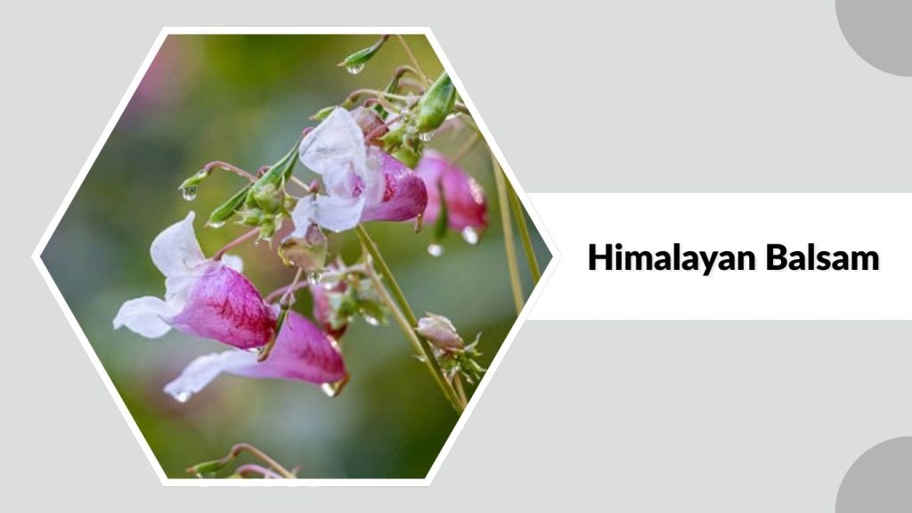 Himalayan Balsam