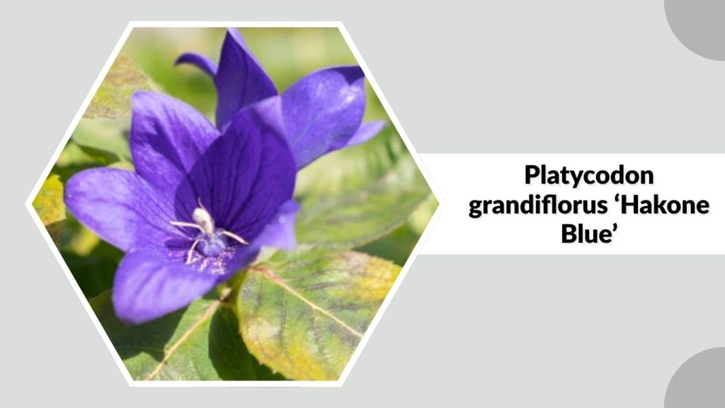 Platycodon grandiflorus ‘Hakone Blue’