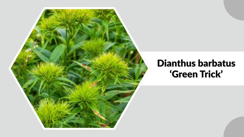 Dianthus barbatus ‘Green Trick’