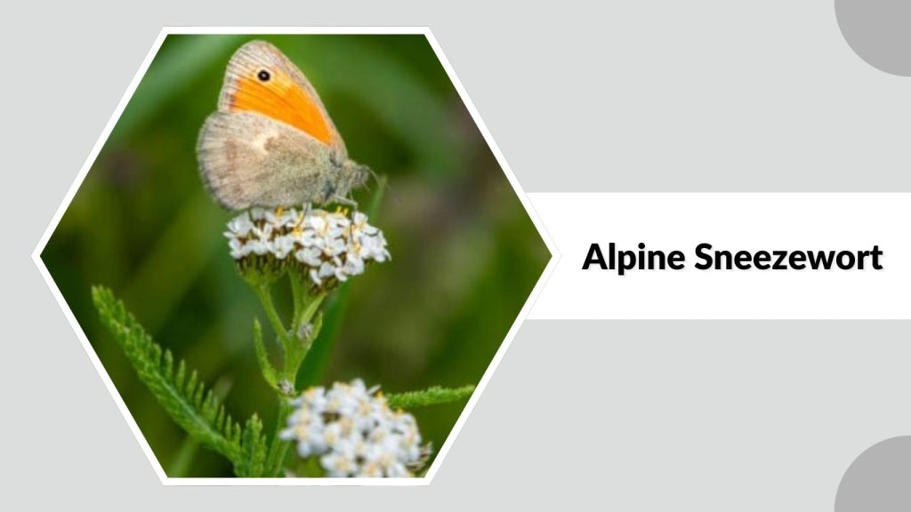 Alpine Sneezewort