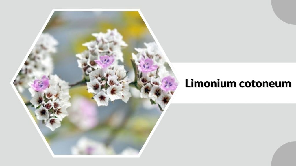 Limonium cotoneum