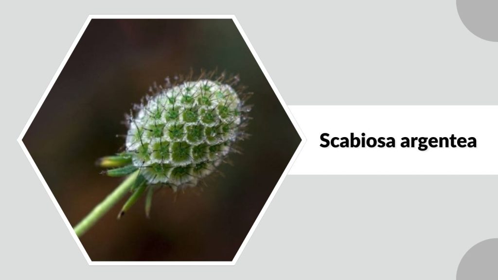Scabiosa argentea