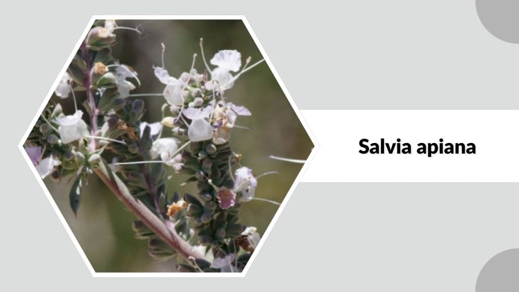 Salvia apiana