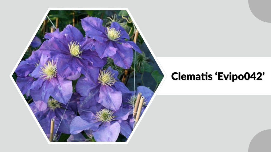 Clematis ‘Evipo042’ 