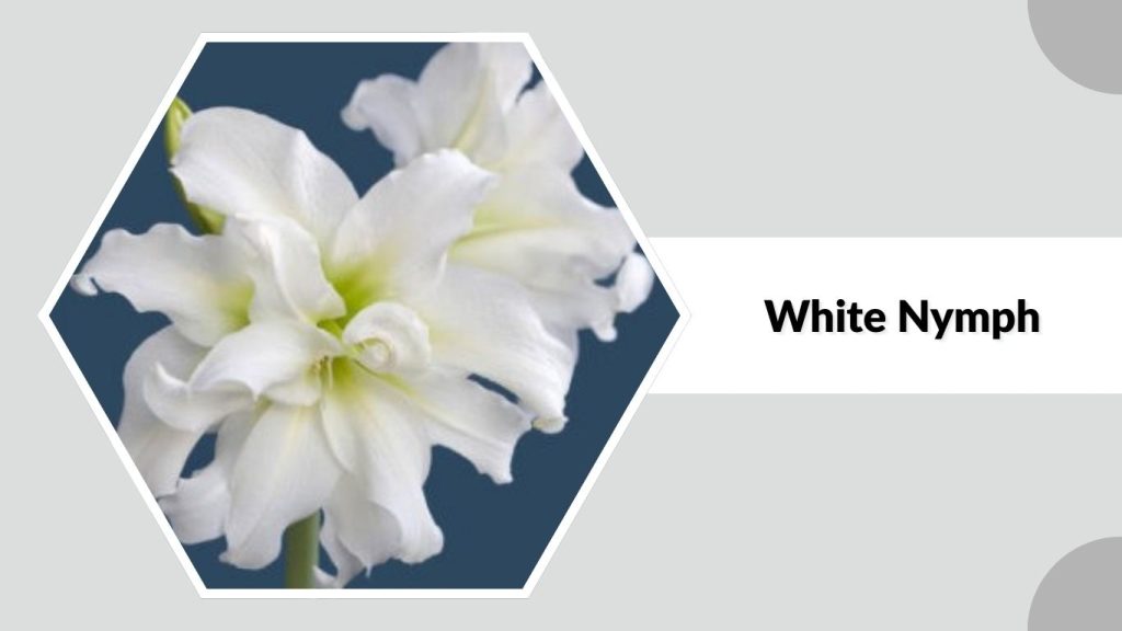 White Nymph