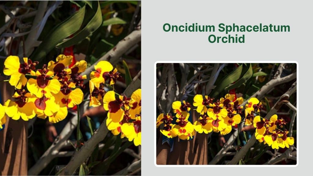 Oncidium Sphacelatum Orchid