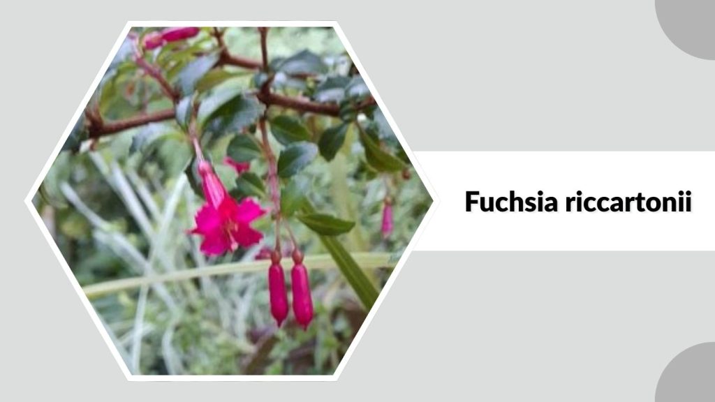 Fuchsia riccartonii