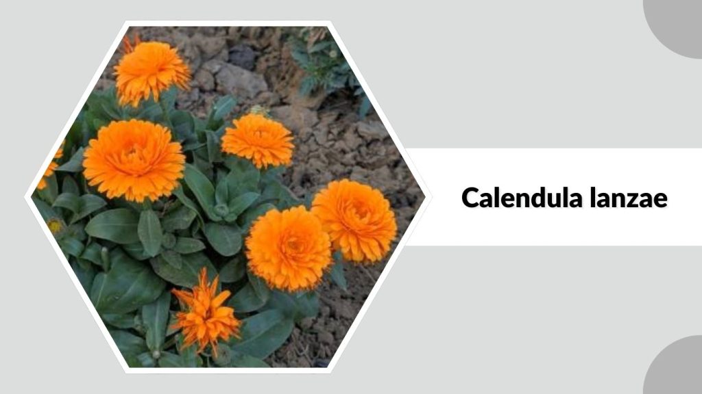 Calendula lanzae