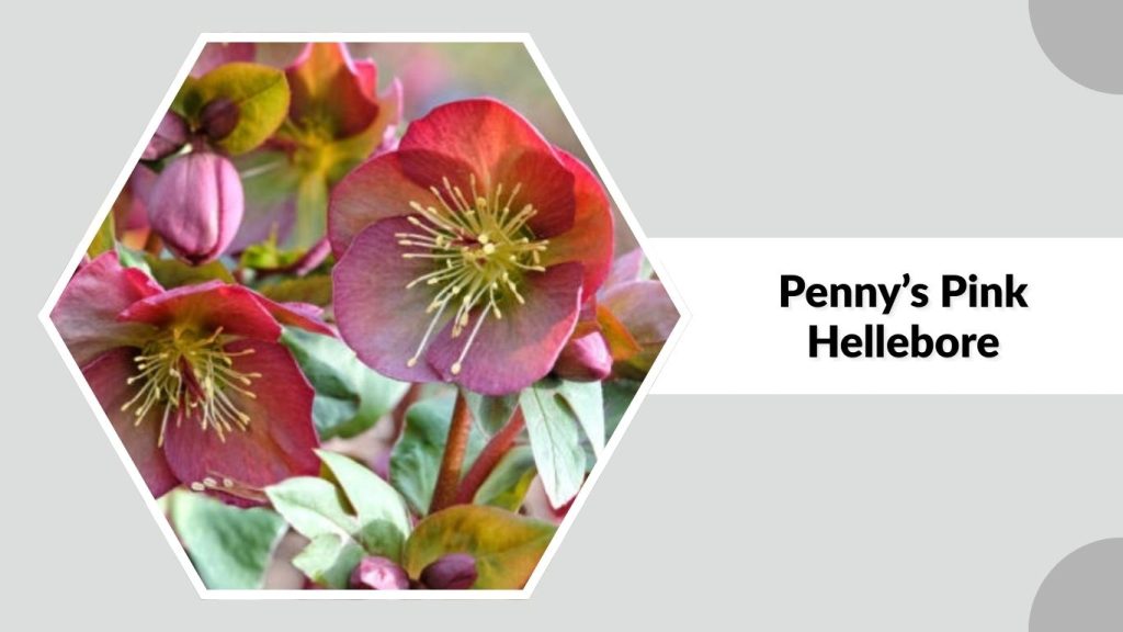 Penny’s Pink Hellebore