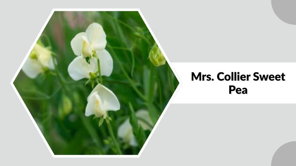 Mrs. Collier Sweet Pea
