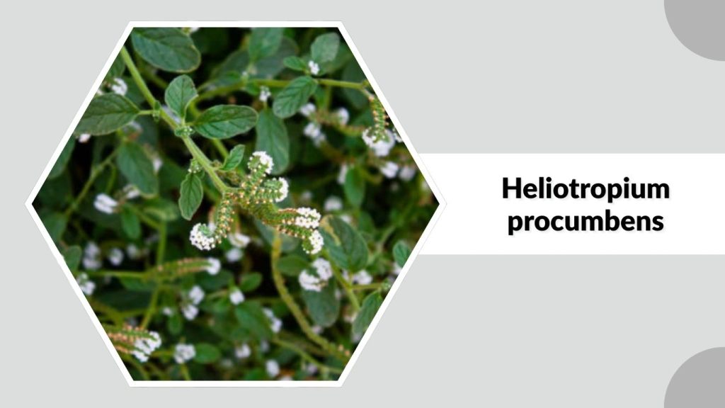 Heliotropium procumbens
