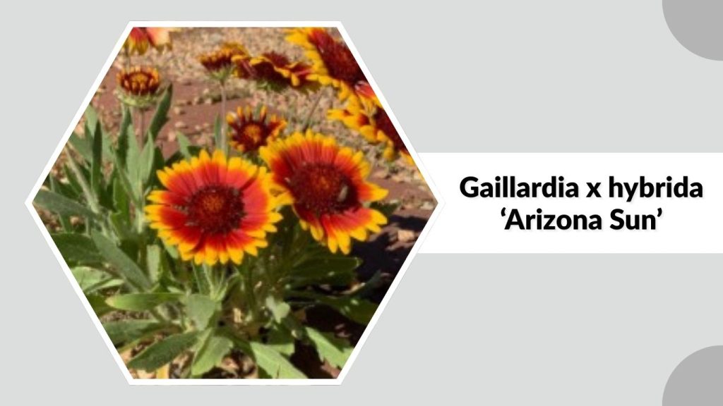 Gaillardia x hybrida ‘Arizona Sun’