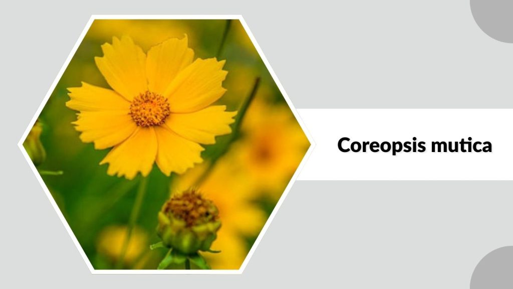 Coreopsis mutica