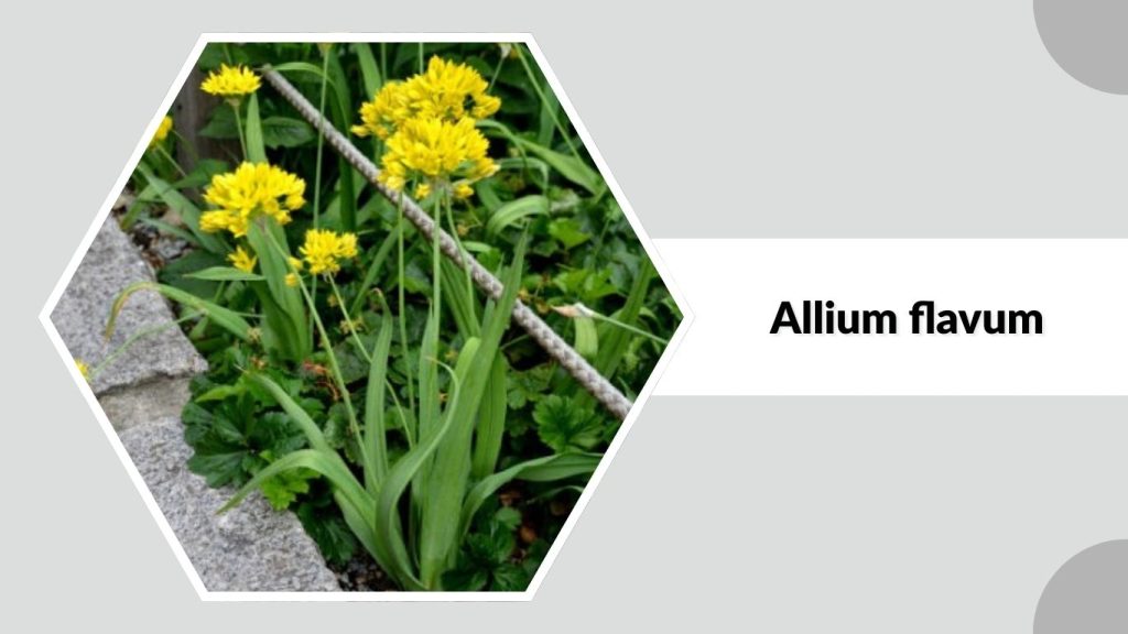 Allium flavum