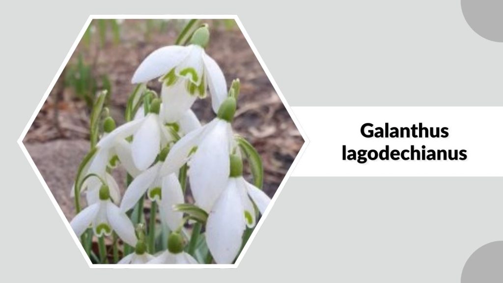 Galanthus lagodechianus
