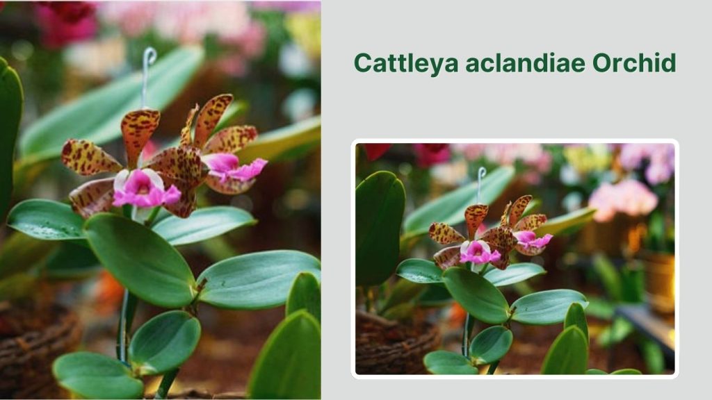 Cattleya aclandiae Orchid