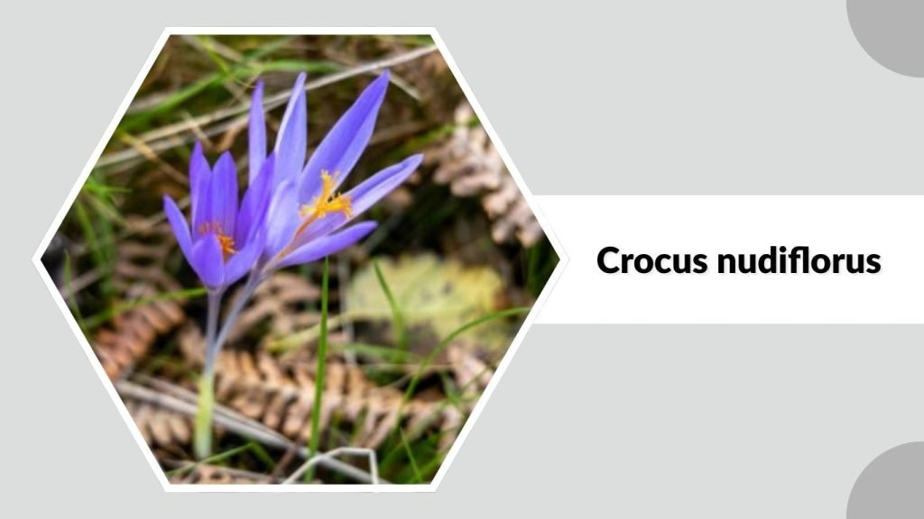 Crocus nudiflorus
