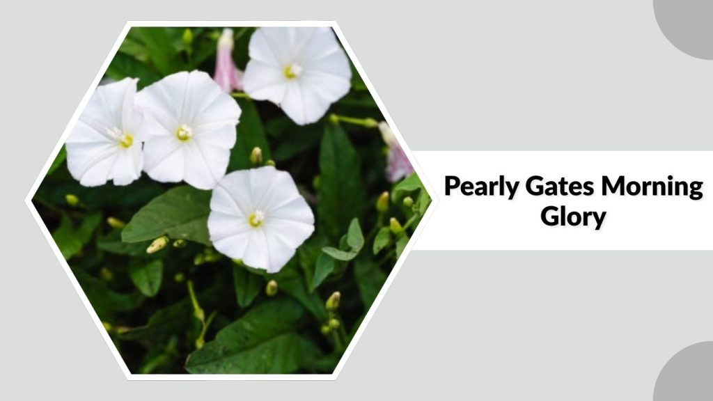 Pearly Gates Morning Glory