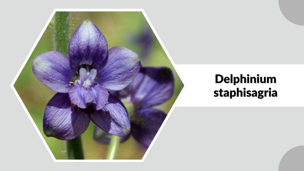 Delphinium staphisagria