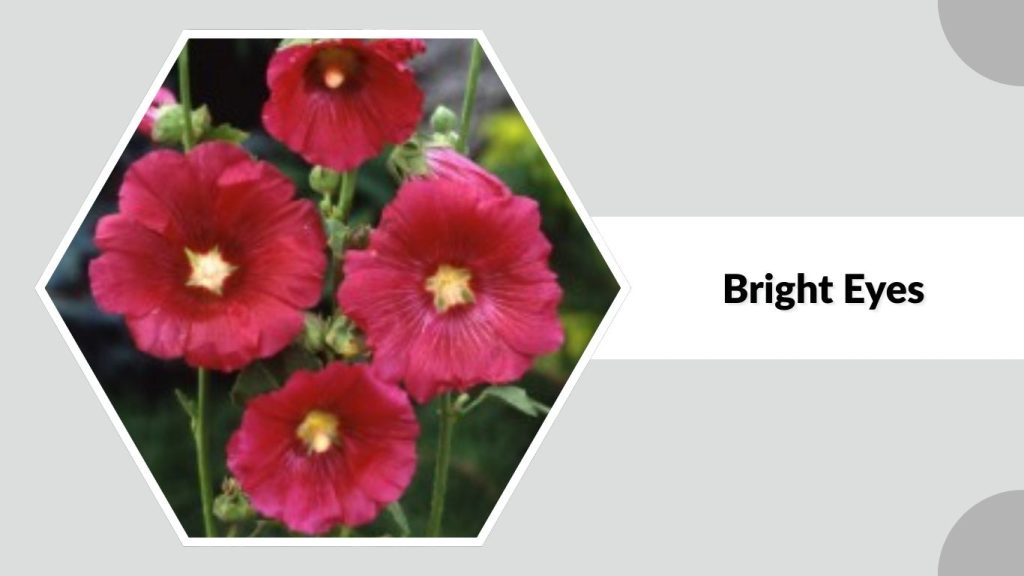 Alcea rosea ‘Bright Eyes’