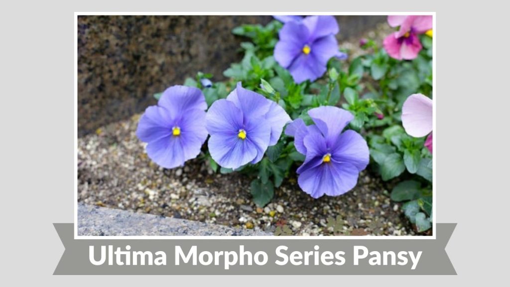 Ultima Morpho Series Pansy
