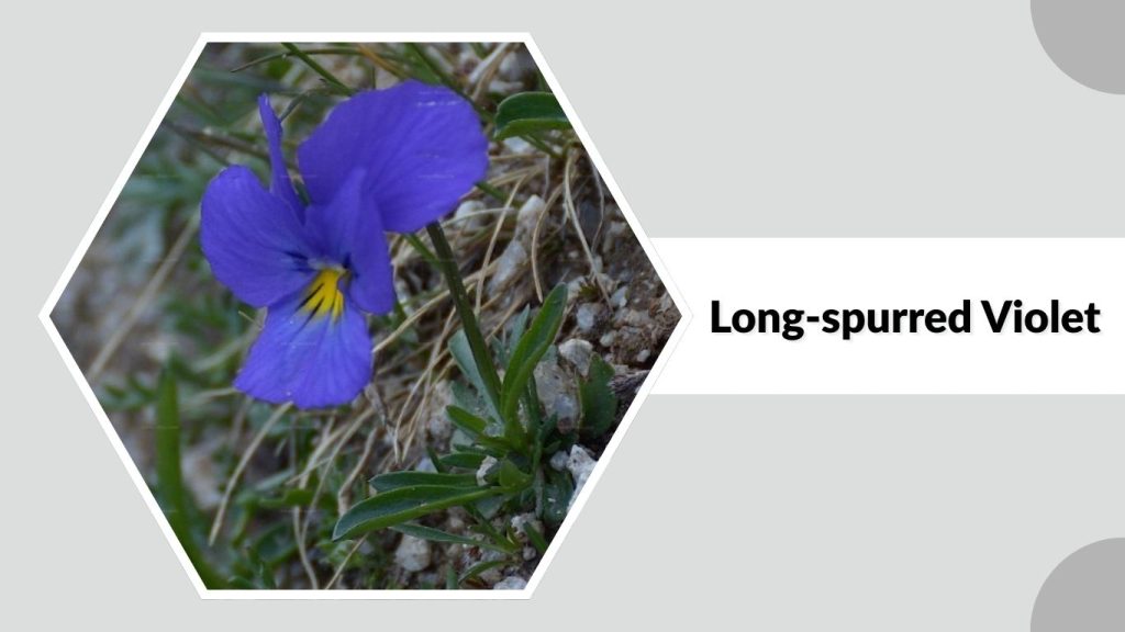 Long-spurred Violet