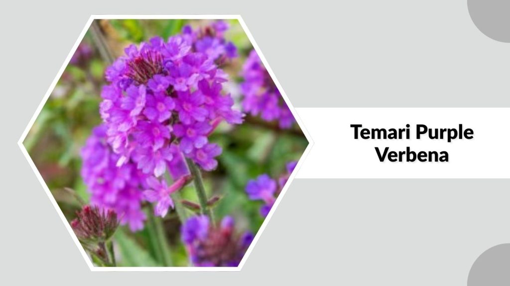 Temari Purple Verbena